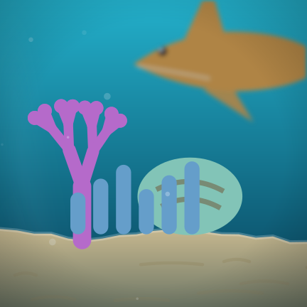 Shark